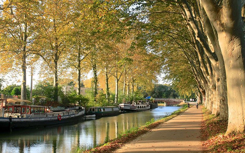 Plane trees along the Canal du Midi